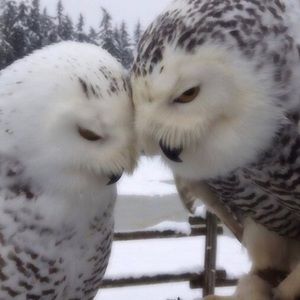 Meet your Posher, Sophia